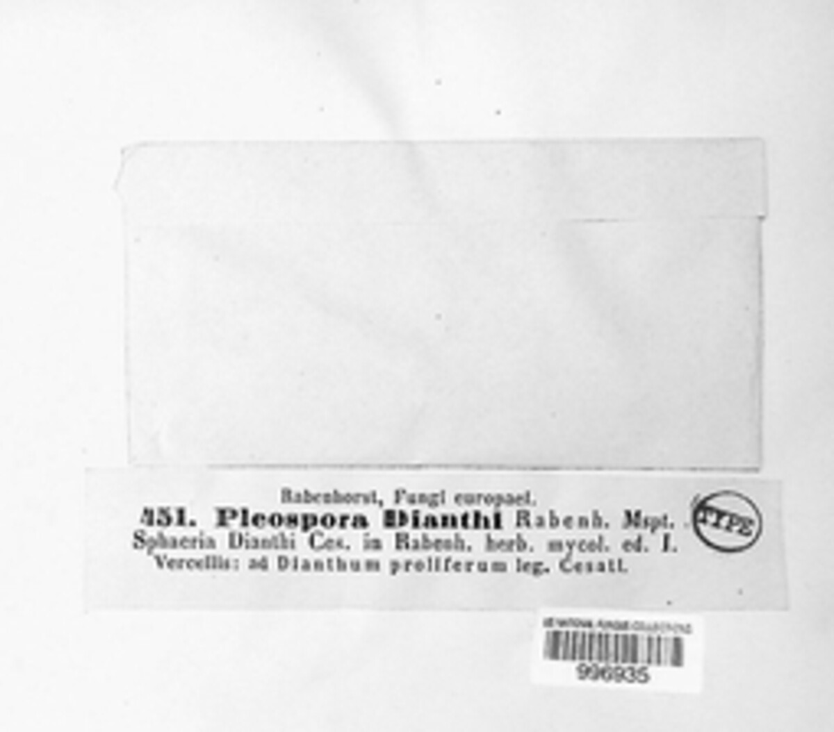 Pleospora dianthi image
